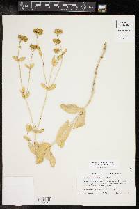 Flaveria chlorifolia image