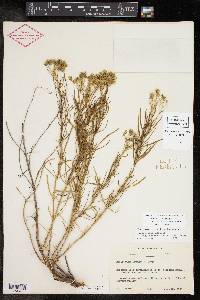 Haploesthes greggii var. texana image