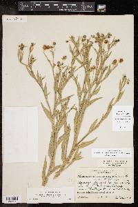 Helenium microcephalum var. microcephalum image