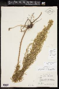 Artemisia dracunculus image