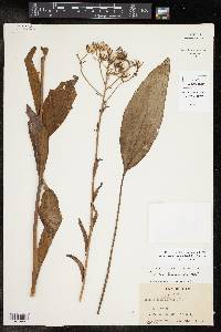 Arnoglossum ovatum image