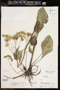 Arnoglossum plantagineum image