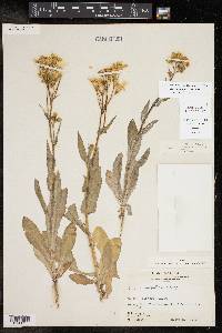 Senecio ampullaceus image