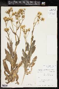 Senecio ampullaceus image