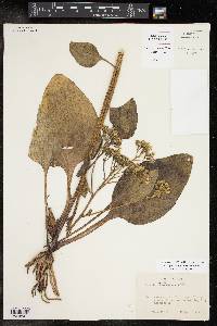 Arnoglossum ovatum image