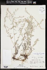 Symphyotrichum purpurascens image