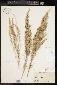 Artemisia filifolia image