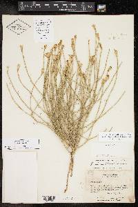 Lygodesmia juncea image