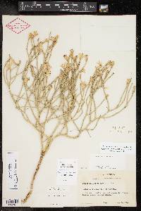 Lygodesmia juncea image