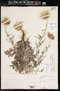 Cirsium texanum image