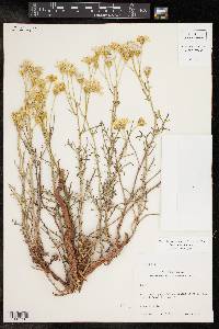 Senecio flaccidus image