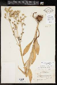 Senecio ampullaceus image