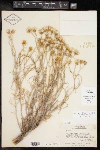 Senecio flaccidus image