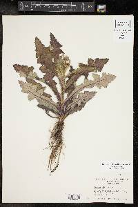 Sonchus oleraceus image