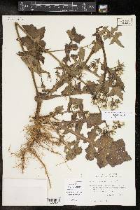 Sonchus oleraceus image