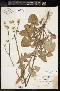 Sonchus oleraceus image