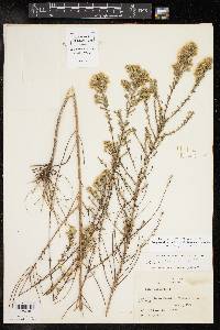 Symphyotrichum ericoides image