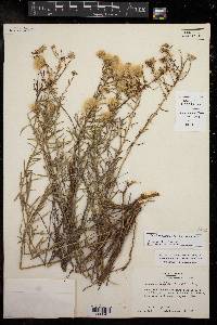 Baccharis texana image