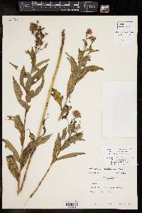 Vernonia baldwinii image