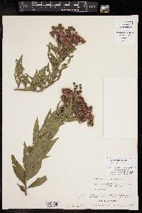 Vernonia baldwinii image