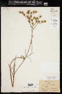 Vernonia texana image