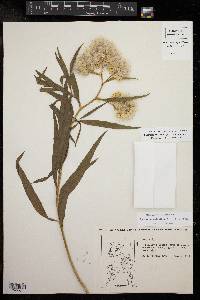 Baccharis salicifolia image