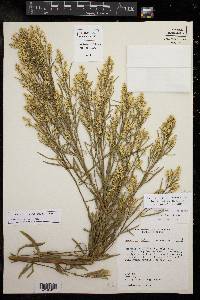 Baccharis salicina image