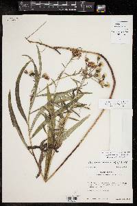 Vernonia texana image