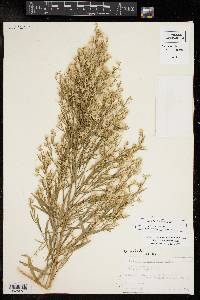 Baccharis neglecta image