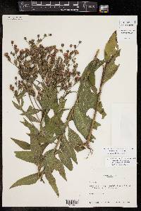 Vernonia baldwinii image