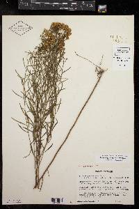 Euthamia pulverulenta image