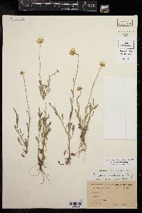 Erigeron modestus image