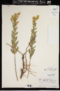 Solidago radula image