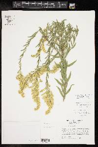 Solidago juliae image