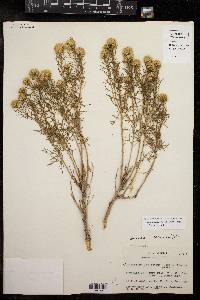 Isocoma coronopifolia image