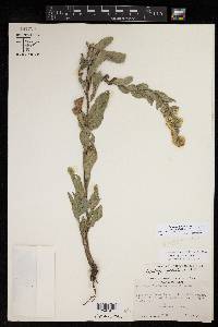 Solidago petiolaris image