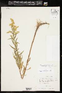 Solidago altiplanities image