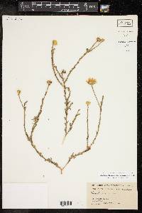 Xanthisma texanum image