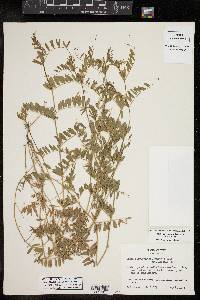 Vicia ludoviciana image