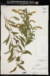 Solidago ulmifolia var. microphylla image