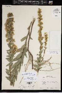 Solidago petiolaris image