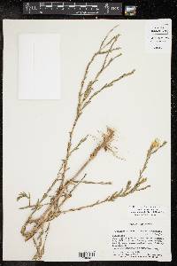 Xanthisma texanum image