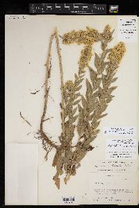 Solidago petiolaris image