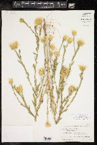 Xanthisma texanum image