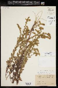 Solidago ulmifolia var. microphylla image