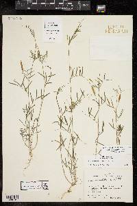 Vicia minutiflora image