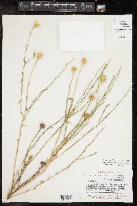 Xanthisma texanum image