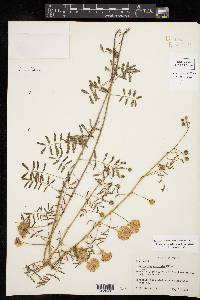 Mimosa nuttallii image