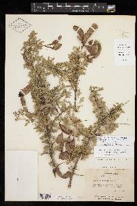 Acacia greggii image