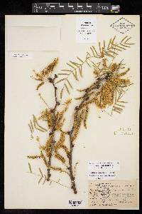 Prosopis glandulosa image